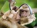 Jogo Quebra-Cabeça de Chimpanzé online