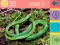Jogo Quiz de 15 Imagens online