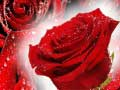 Jogo Rosas vermelhas online