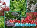Jogo Flores da Primavera: Objetos Ocultos online