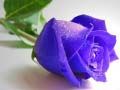 Jogo Rosas azuis online