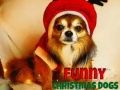 Jogo Cães de Natal Engraçados online