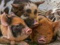 Jogo Quebra-Cabeça do Pigglet online