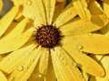 Jogo Quebra-Cabeça Pétalas de Flores e Gotas de Chuva online