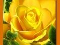 Jogo Rosas Amarelas online