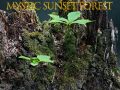 Jogo Floresta mística ao pôr do sol online Jogo Floresta mística ao pôr do sol online