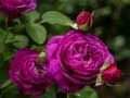 Jogo Rosas roxas online