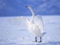 Jogo Cisnes Graciosos online