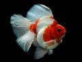 Jogo Quebra-Cabeça Peixe Dourado online