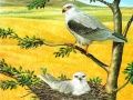 Jogo Quebra-Cabeça Aves de Rapina online