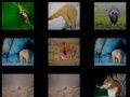 Jogo Memória Animal online