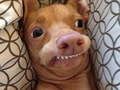 Jogo Que cão meme você é? online Jogo Que cão meme você é? online