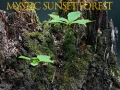 Jogo Floresta mística ao pôr do sol online