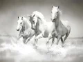 Jogo Quebra-cabeça de cavalos online