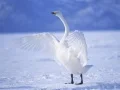 Jogo Cisnes Graciosos online