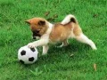 Jogo Quebra-cabeça de filhote brincalhão ao ar livre online