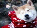Jogo Quebra-Cabeça de Animais de Inverno online Jogo Quebra-Cabeça de Animais de Inverno online