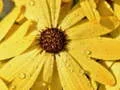 Jogo Quebra-Cabeça Pétalas de Flores e Gotas de Chuva online