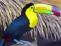 Jogo Quebra-Cabeça do Tucano online