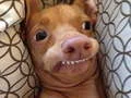 Jogo Que cão meme você é? online Jogo Que cão meme você é? online