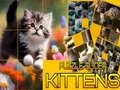 Jogo Quebra-cabeça dos Gatos Deslizantes online Jogo Quebra-cabeça dos Gatos Deslizantes online