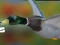 Jogo Caçador de Patos: Floresta de Outono online Jogo Caçador de Patos: Floresta de Outono online