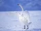 Jogo Cisnes Graciosos online