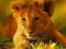 Jogo Quebra-Cabeça de Animais Bebés Selvagens online