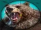 Jogo Caça ao Urso Selvagem online