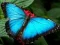 Jogo Quebra-Cabeça da Natureza Borboleta online