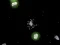 Jogo MeuSonho Universo online