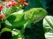 Jogo Iguana Selvagem online
