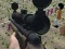 Jogo Sniper Lula Cocô online