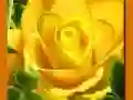 Jogo Rosas Amarelas online