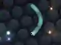 Jogo Slither.io online