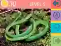 Jogo Quiz de 15 Imagens online Jogo Quiz de 15 Imagens online