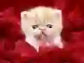 Jogo Gatinho Engraçado online Jogo Gatinho Engraçado online