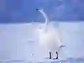 Jogo Cisnes Graciosos online Jogo Cisnes Graciosos online