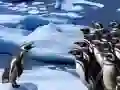 Jogo Deslizamento de Pinguins online