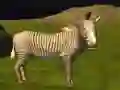 Jogo Caça a Animais Reais da Selva online Jogo Caça a Animais Reais da Selva online