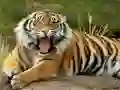 Jogo Quebra-Cabeça de Animais Tigre online Jogo Quebra-Cabeça de Animais Tigre online