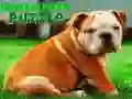Jogo Quebra-Cabeça do Cachorrinho Bulldog online Jogo Quebra-Cabeça do Cachorrinho Bulldog online
