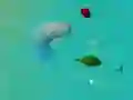 Jogo TubarõesFelizes.io online Jogo TubarõesFelizes.io online