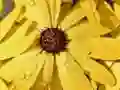 Jogo Quebra-Cabeça Pétalas de Flores e Gotas de Chuva online