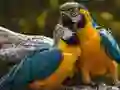 Jogo Quebra-cabeça de papagaio online Jogo Quebra-cabeça de papagaio online