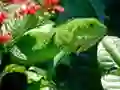 Jogo Iguana Selvagem online