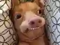 Jogo Que cão meme você é? online