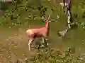 Jogo Caça ao Veado online