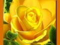 Jogo Rosas Amarelas online
