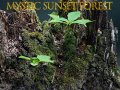 Jogo Floresta mística ao pôr do sol online